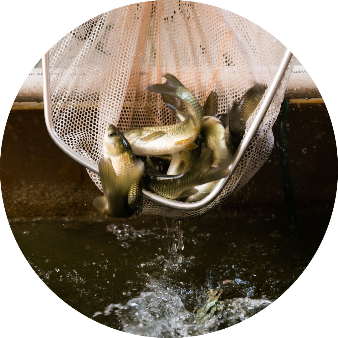 Sterile Grass Carp